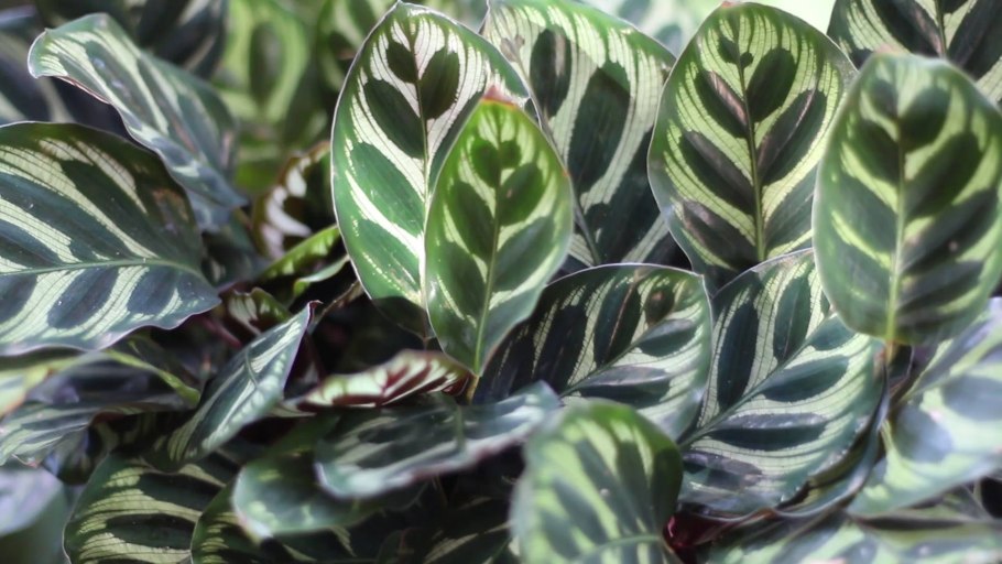 Калатея макоя