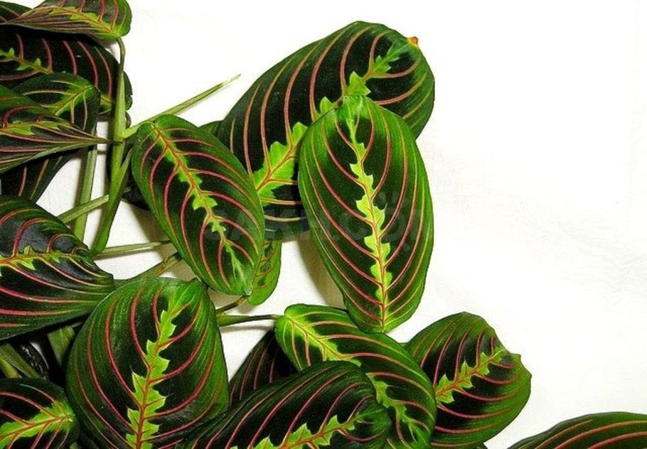 Маранта беложильная