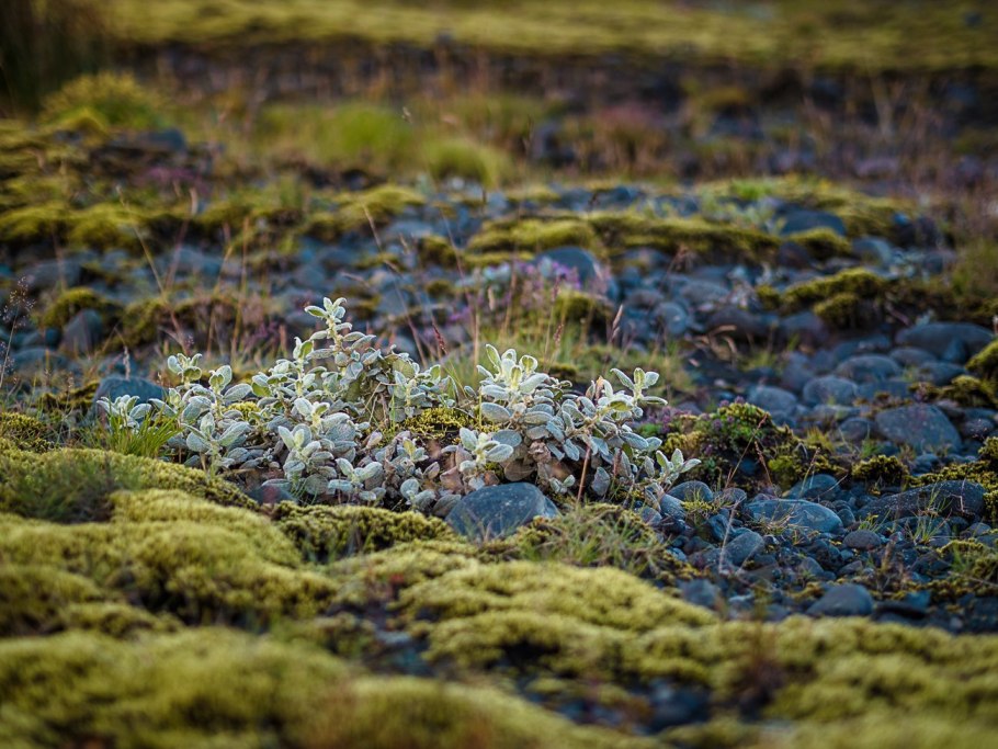 Листостебельные мхи