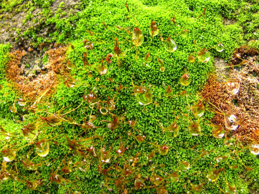 Моховидные растения