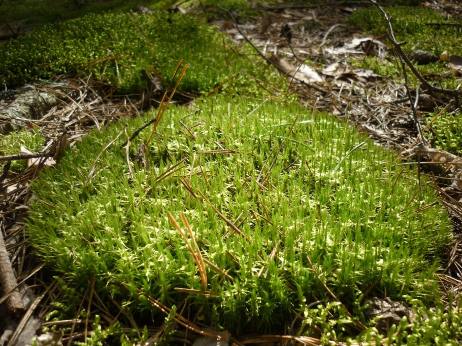 Святовский мох