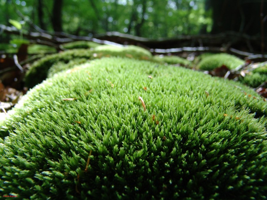 Мох леукобрий