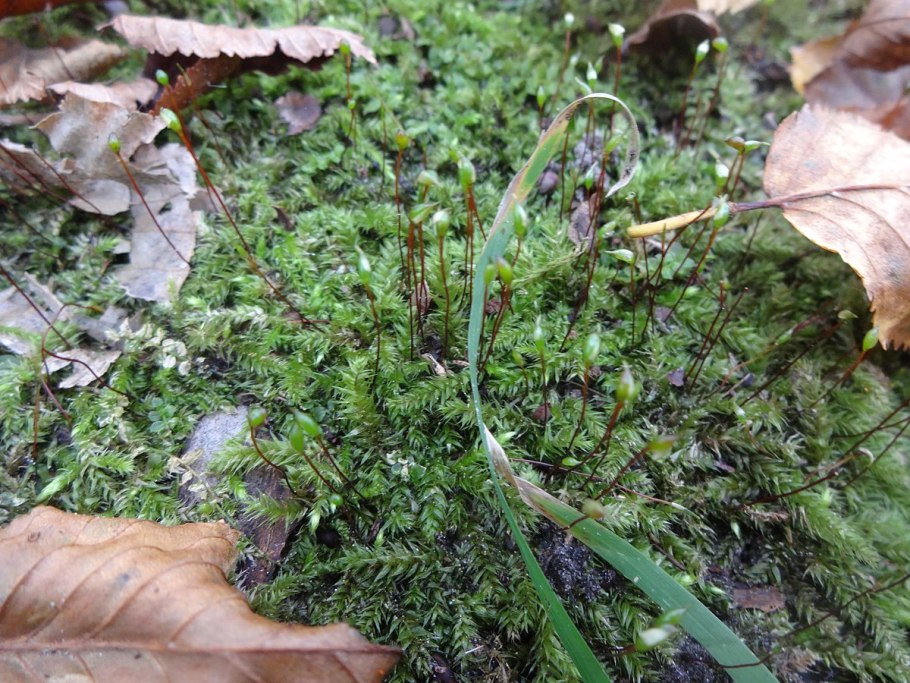 Eurhynchium angustirete