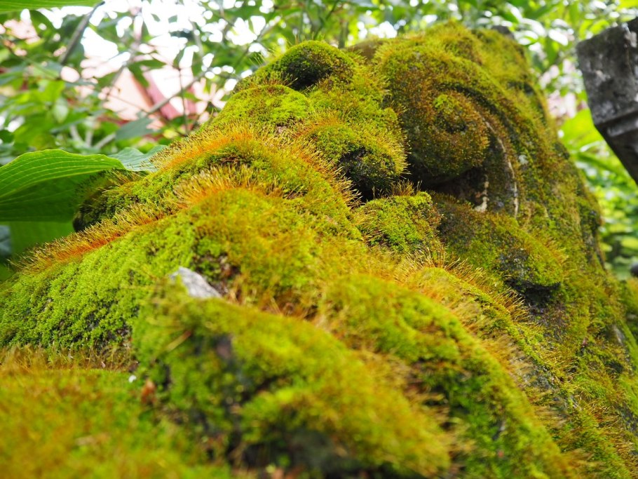 Мох зеленый