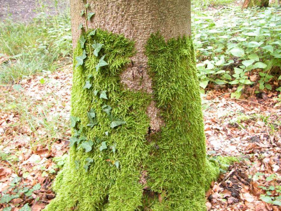 Лишайник сфагнум