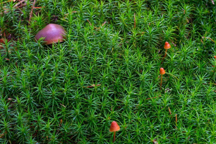 Мох криспулус