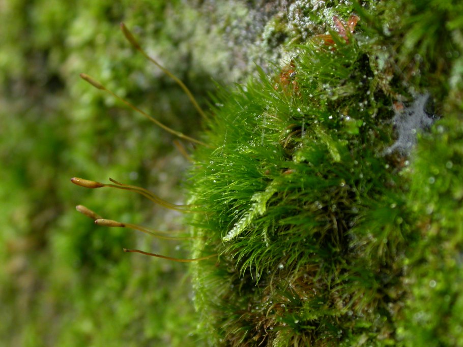 Мох дикранум