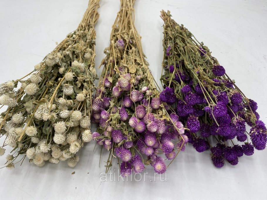 Розмарин сухоцвет