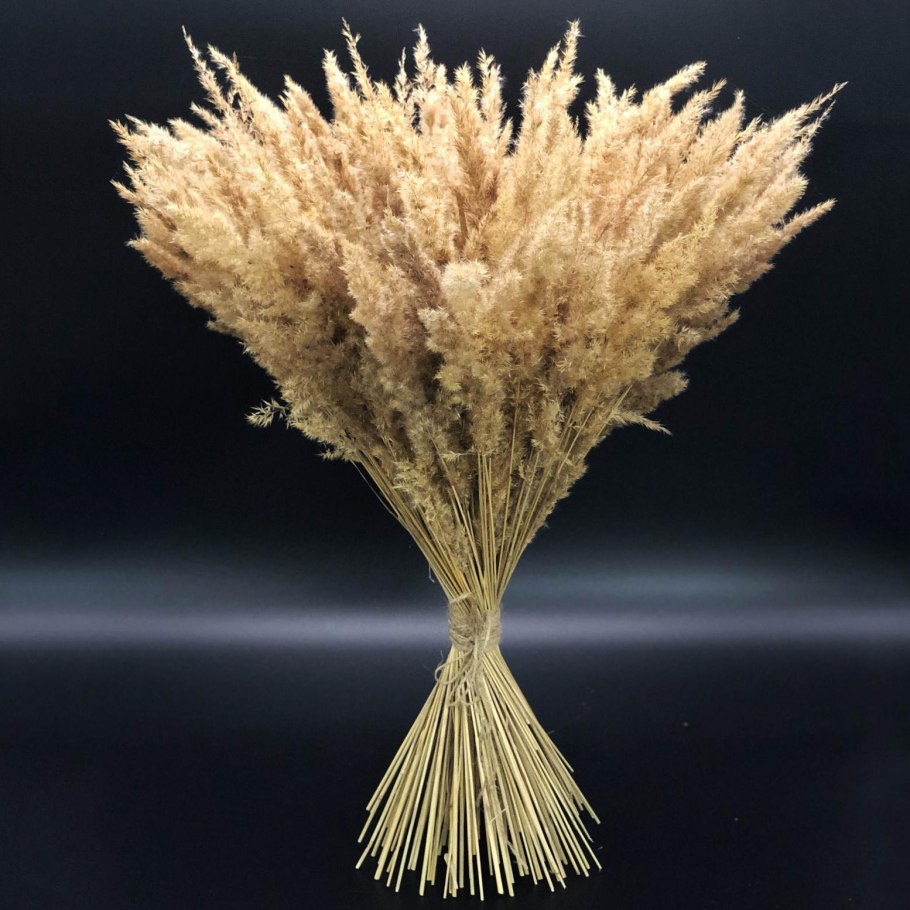 Берк сухоцвет