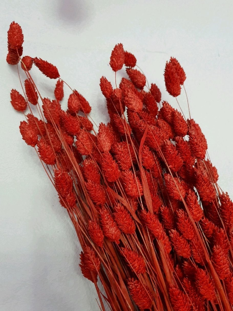 Фаларис сухоцвет