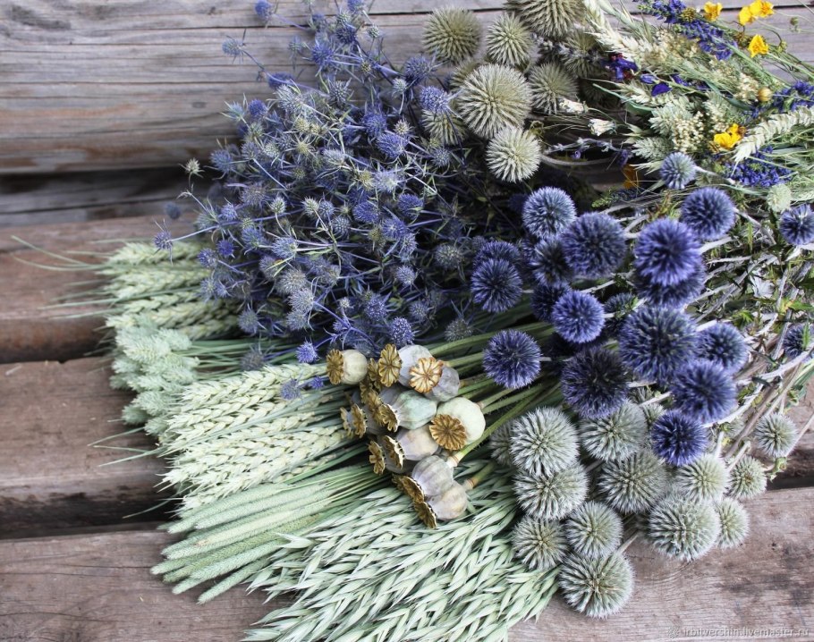 Амареллино сухоцвет