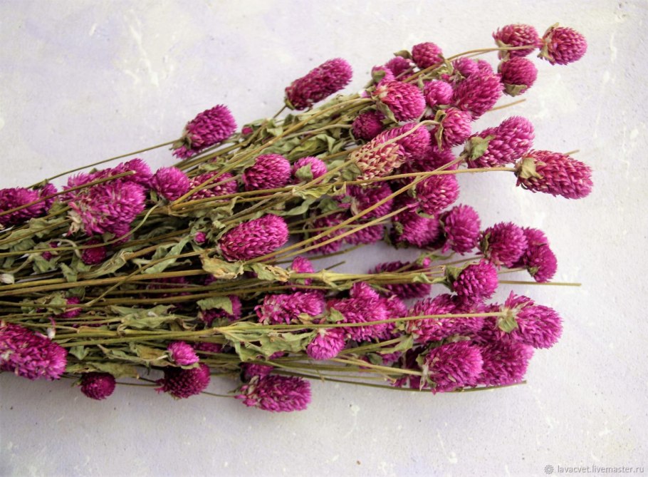 Гомфрена шаровидная сухоцвет