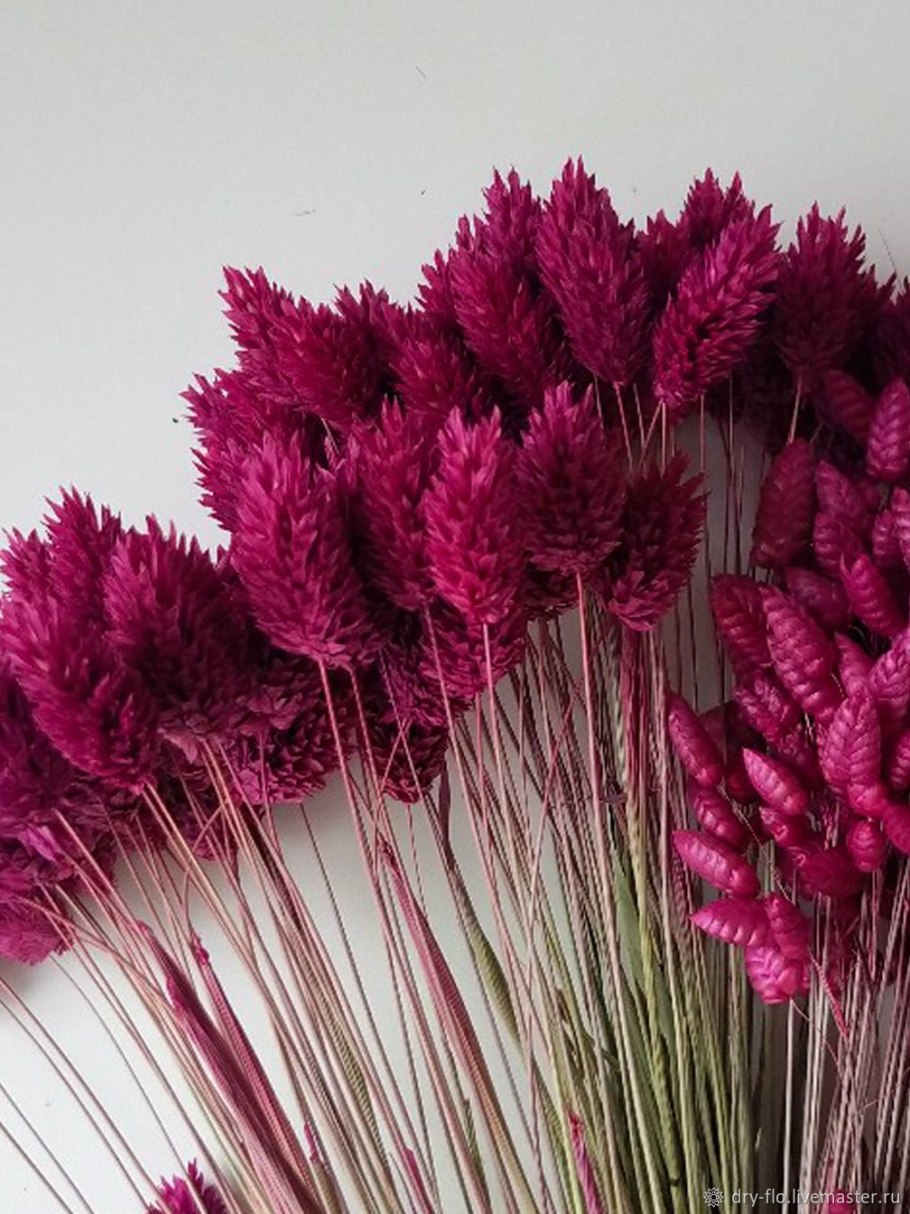 Фаларис сухоцвет