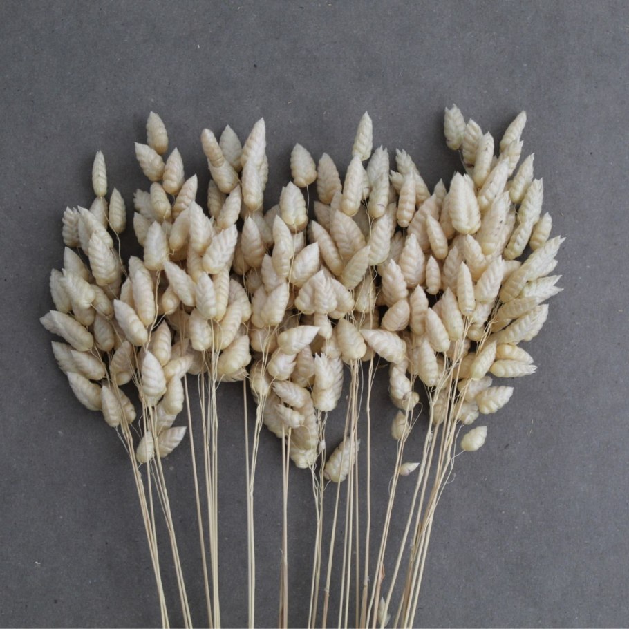 Сухоцвет лагурус