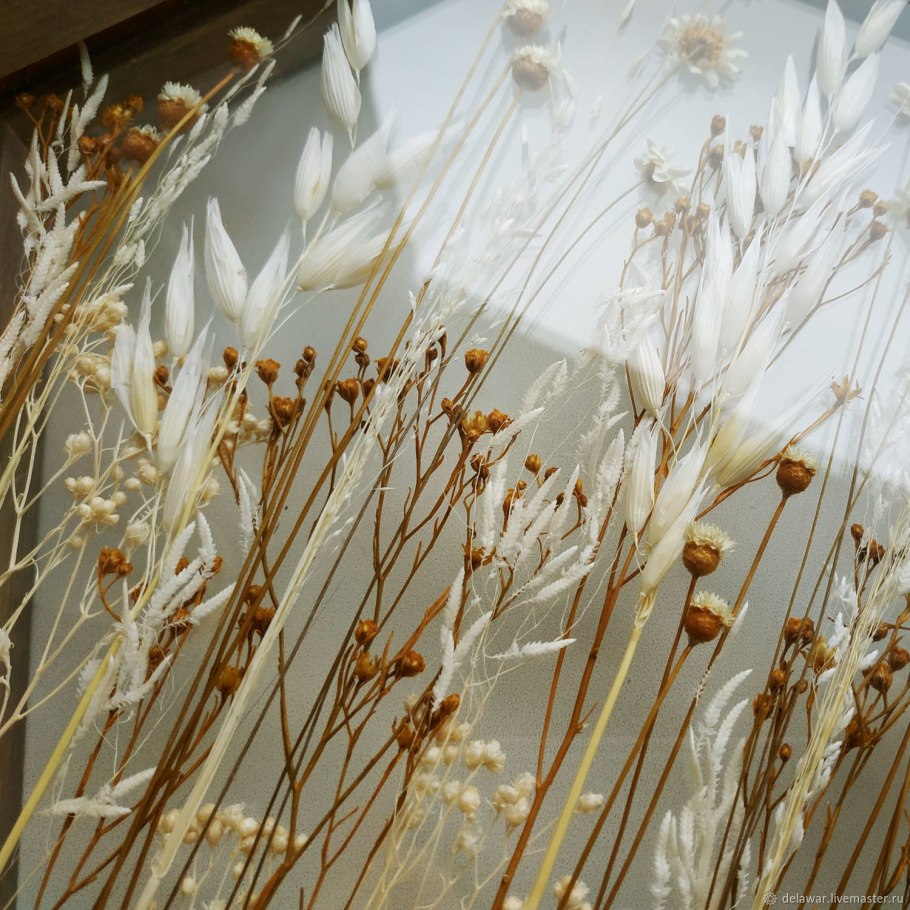 Авена сухоцвет