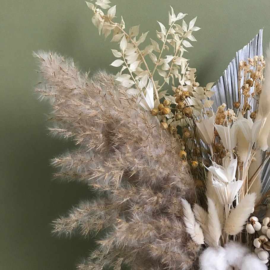 Агростис сухоцвет