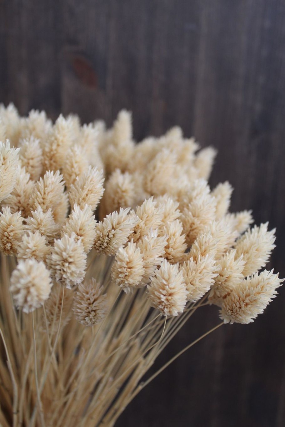 Вербена сухоцвет