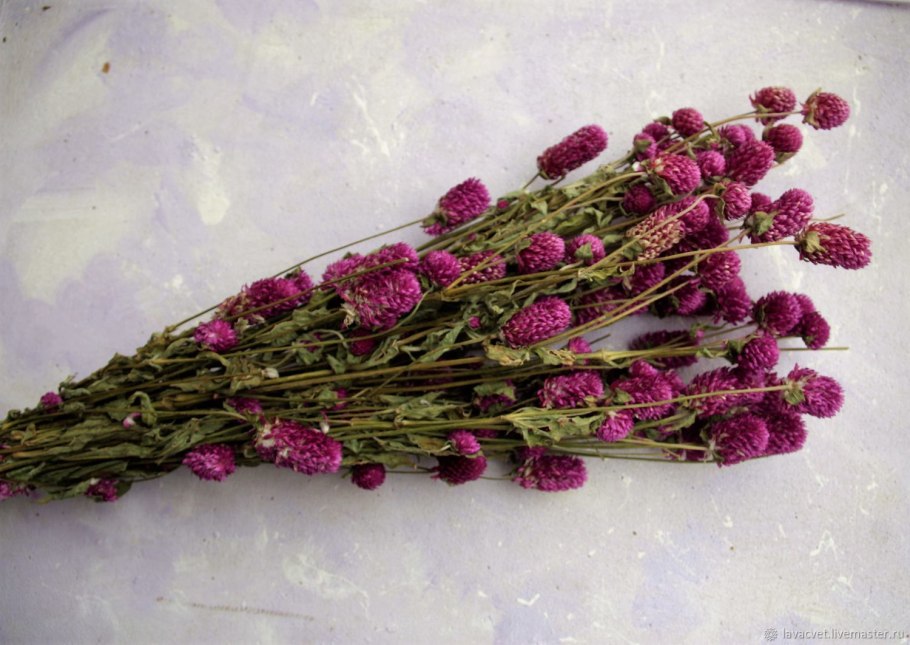 Амарант сухоцвет