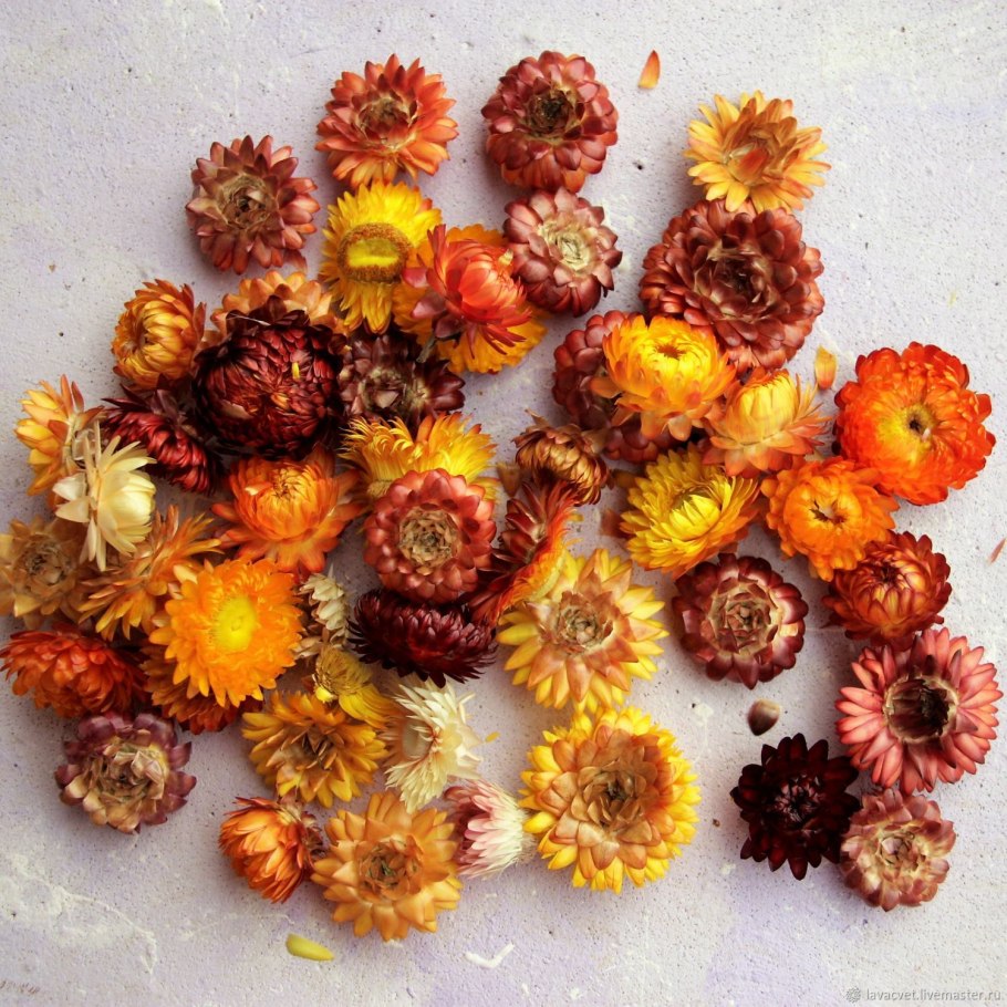 Гелихризум бессмертник сухоцвет