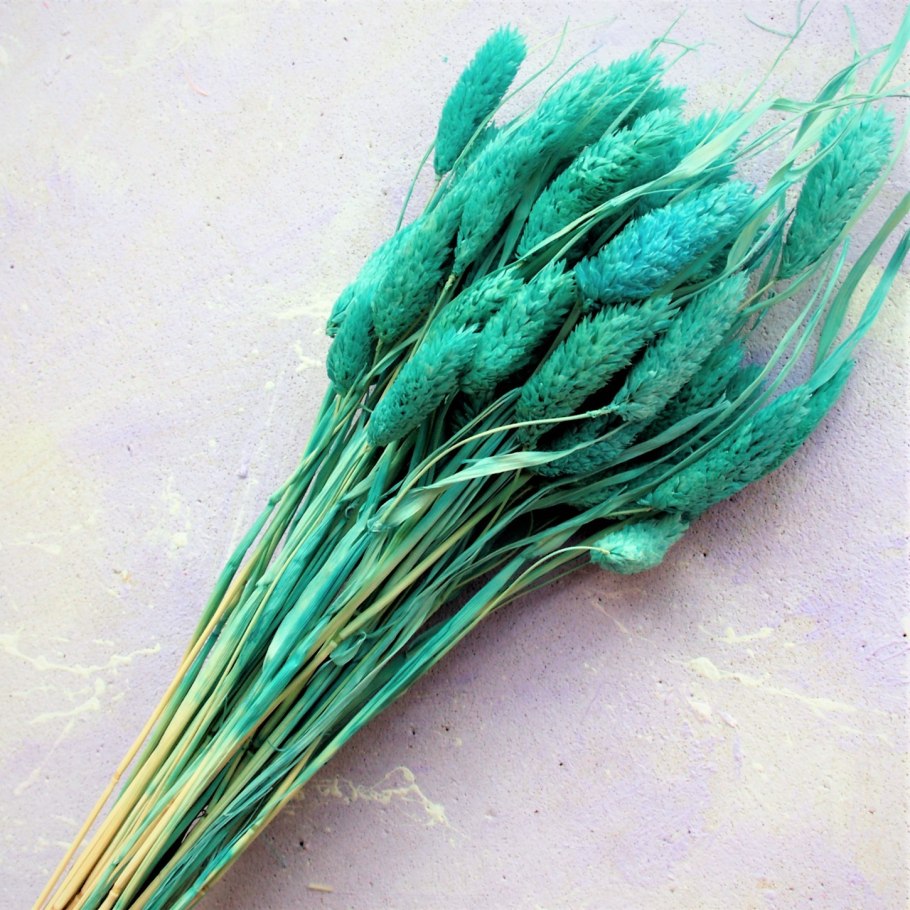 Лагурус сухоцвет