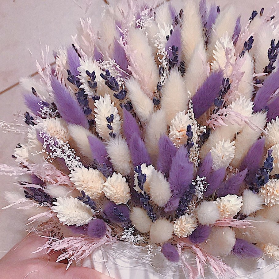 Фалярис сухоцвет семена