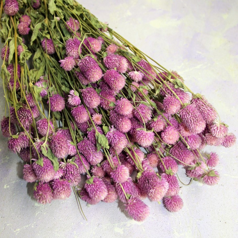 Гелихризум бессмертник сухоцветы