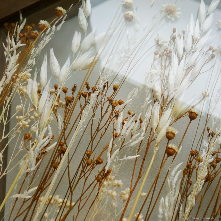 Авена сухоцвет