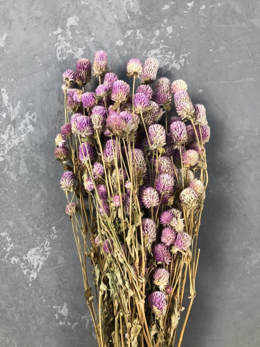 Гомфрена шаровидная сухоцвет