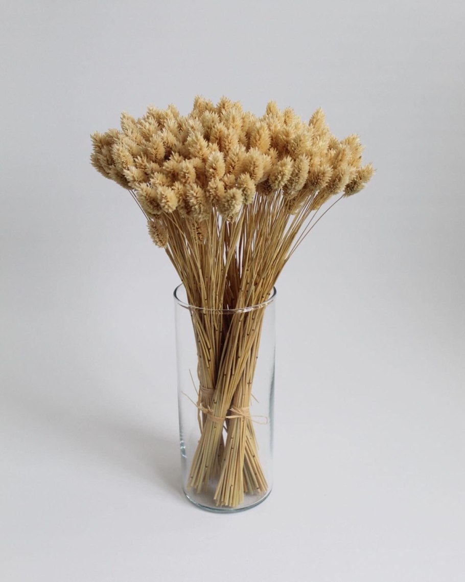 Сухоцвет пшеницы