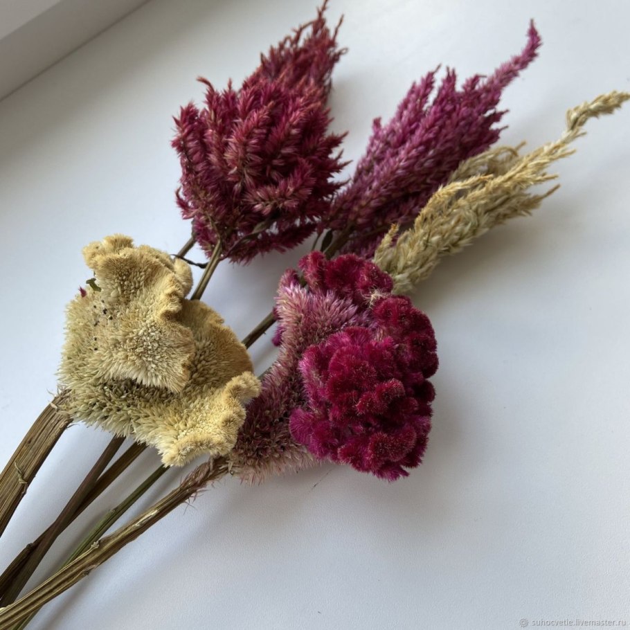 Целозия перистая сухоцвет