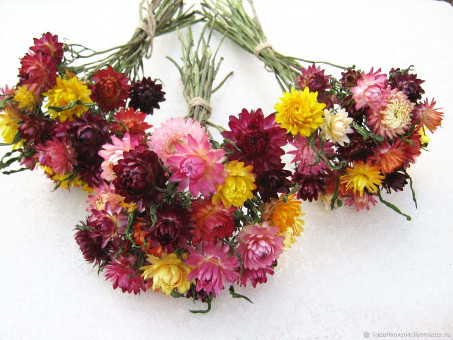 Гелихризум бессмертник сухоцвет