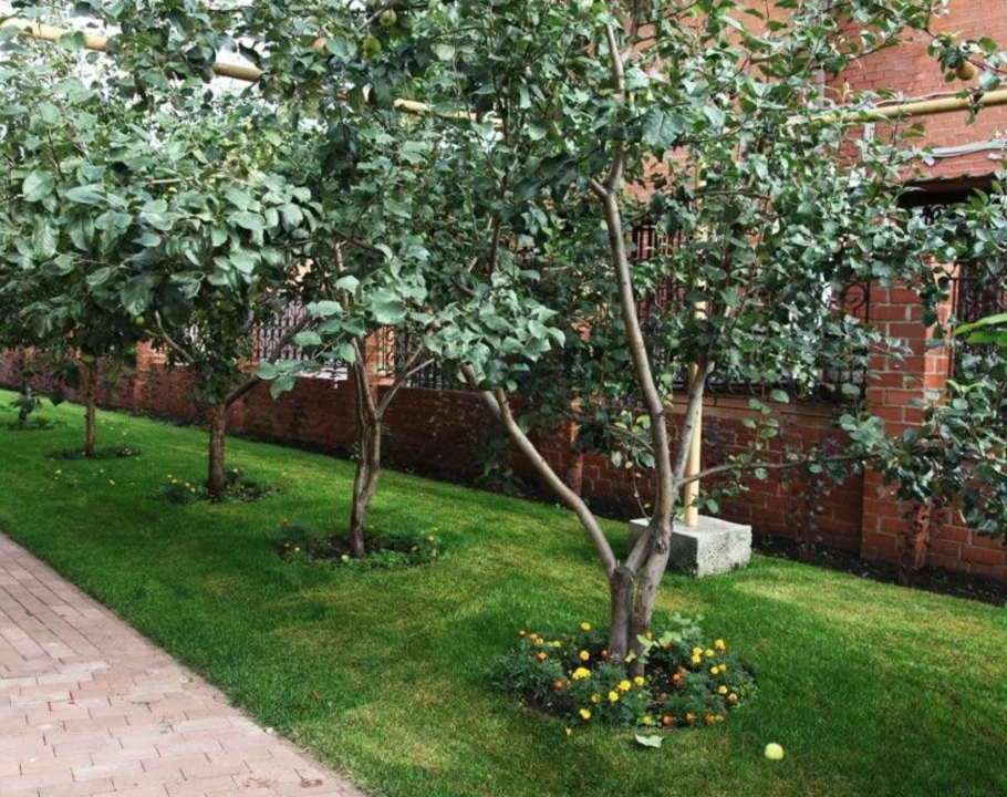 Лещина на шпалере