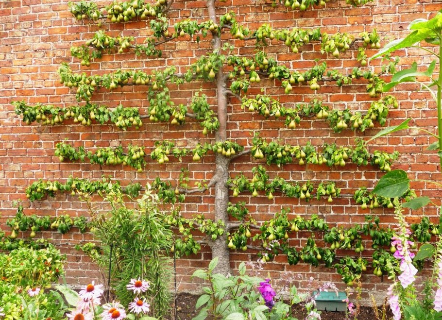 Лимонные деревья Сицилия Италия