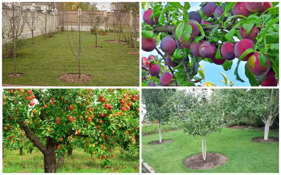 Груша Пальметта