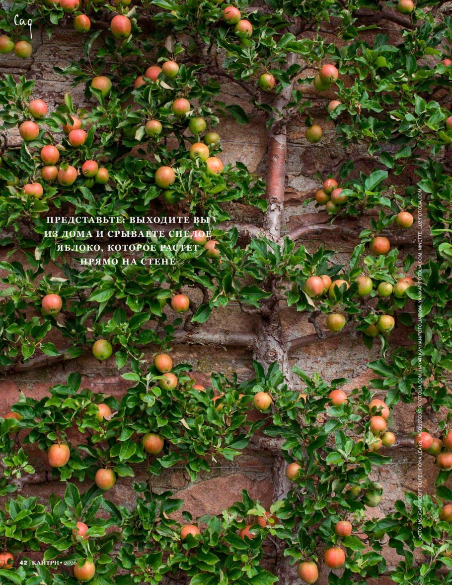 Колоновидные деревья гранат