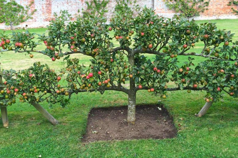 Плодоаый деревья на участке