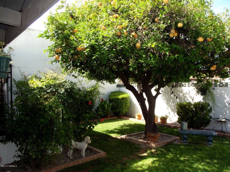 Деревья на шпалерах Пальметта