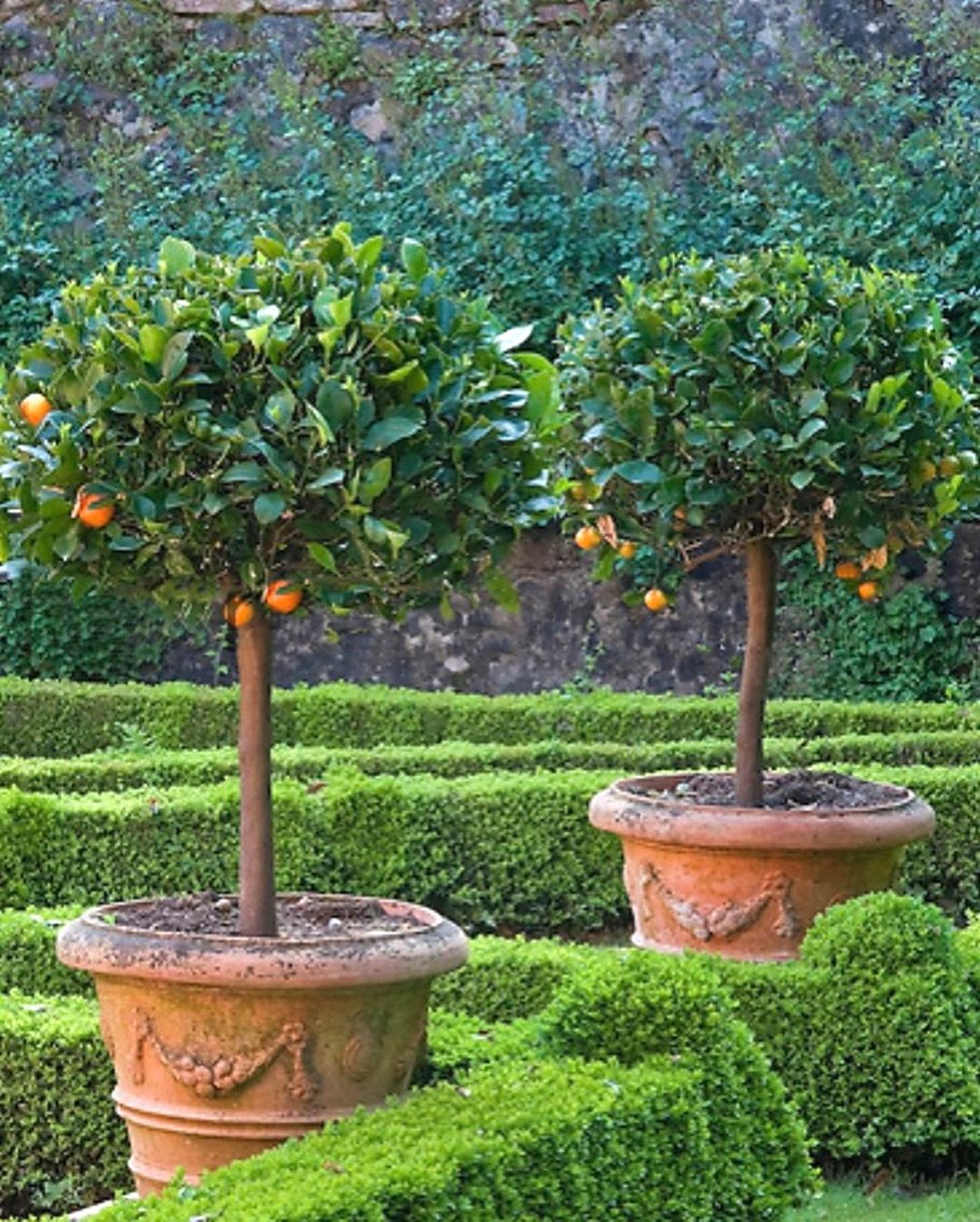 Шпалерная формировка яблонь