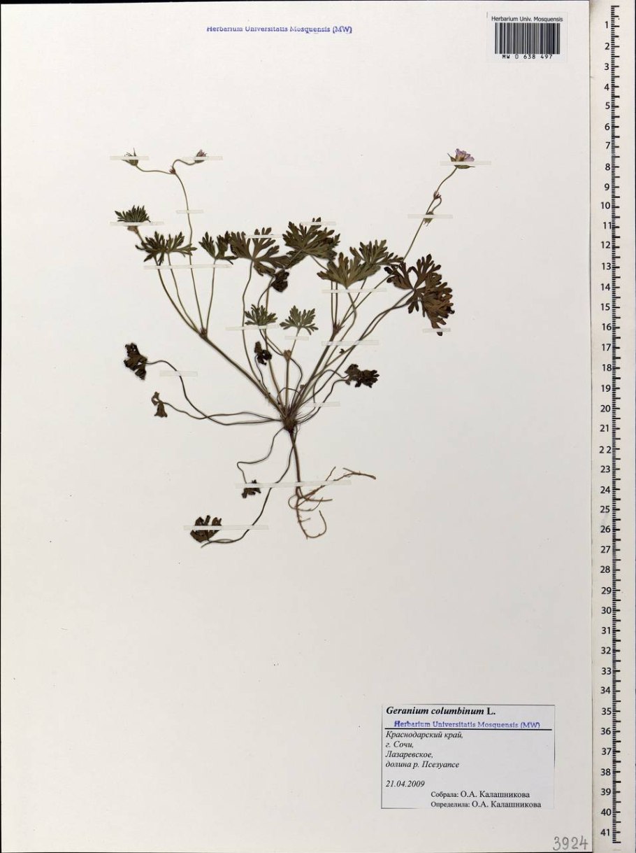 Geranium columbinum l.