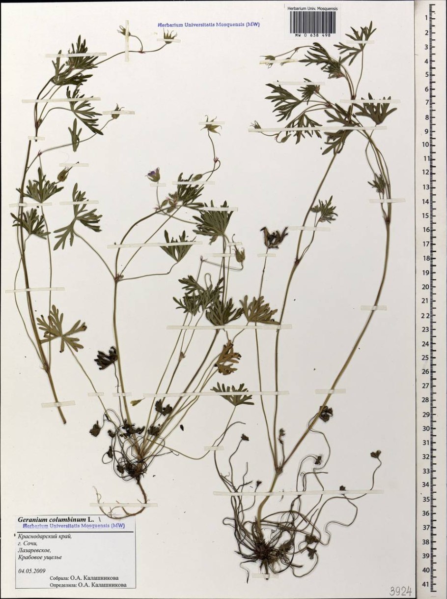 Geranium columbinum l.