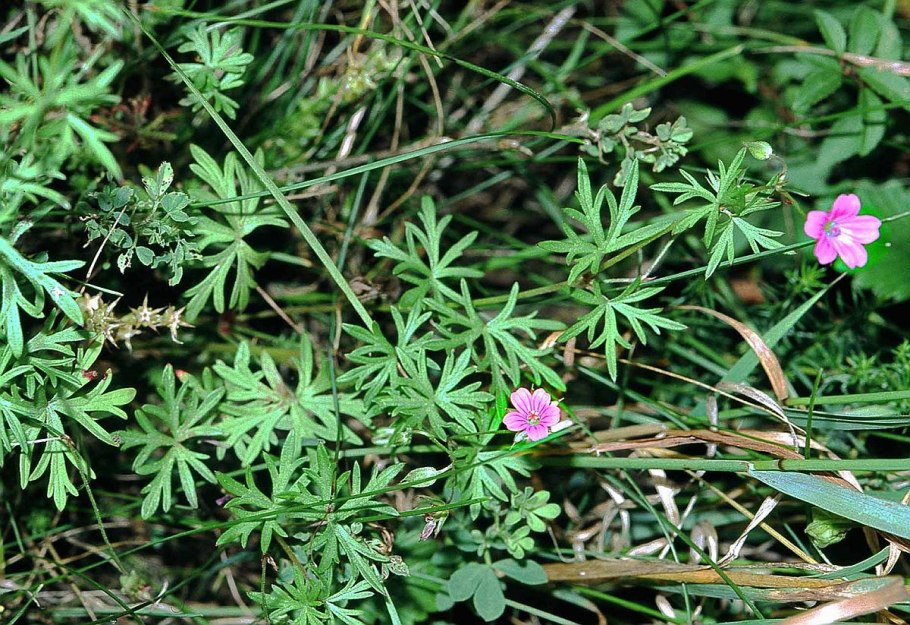 Сантэл Гераниум