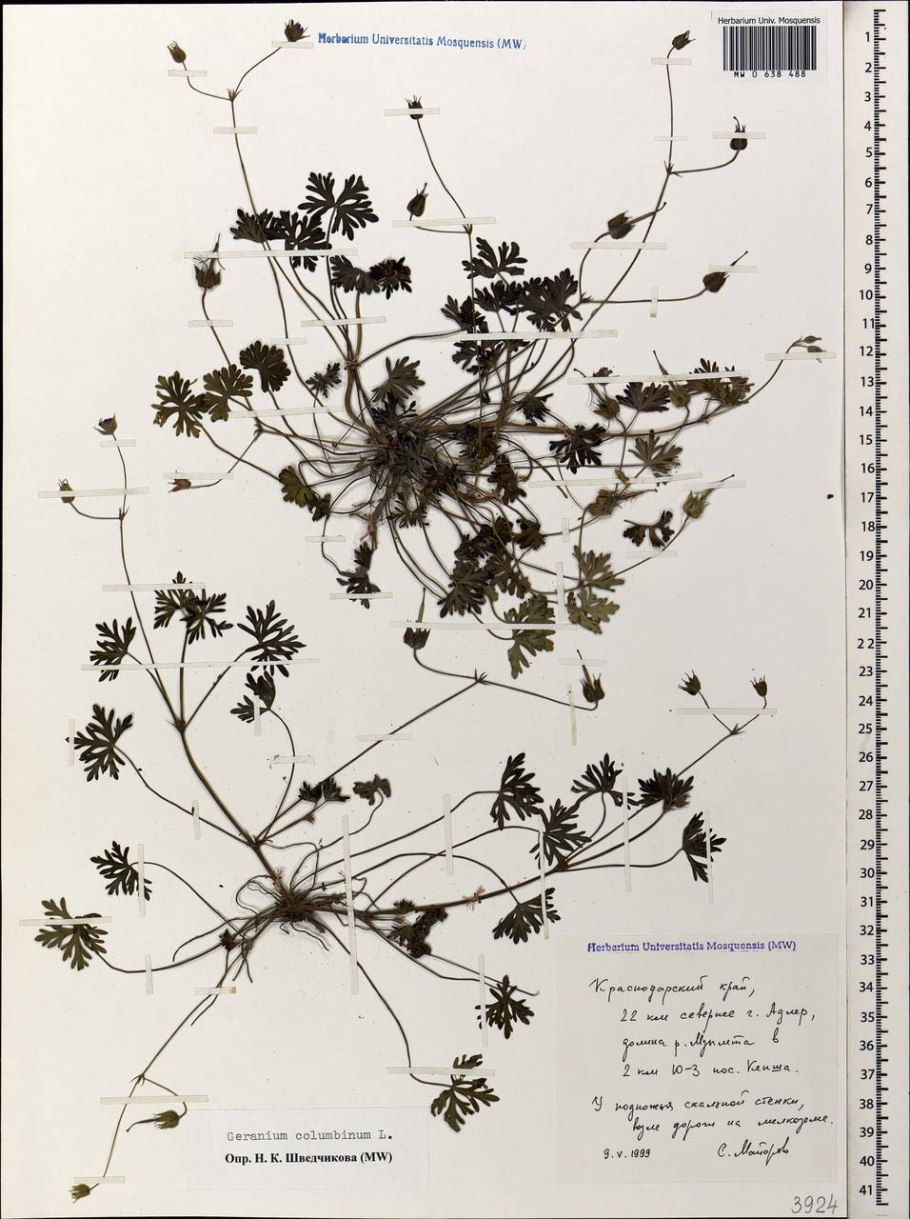 Geranium columbinum l.
