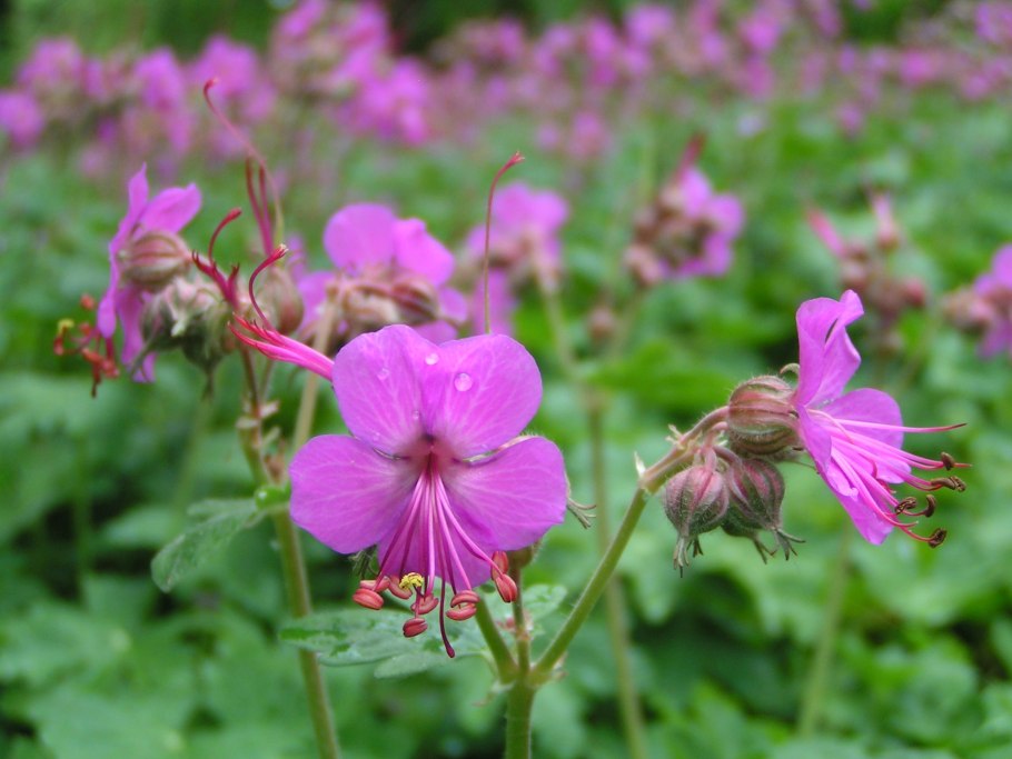 Герань болотная