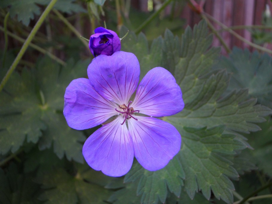 Герань кустарник