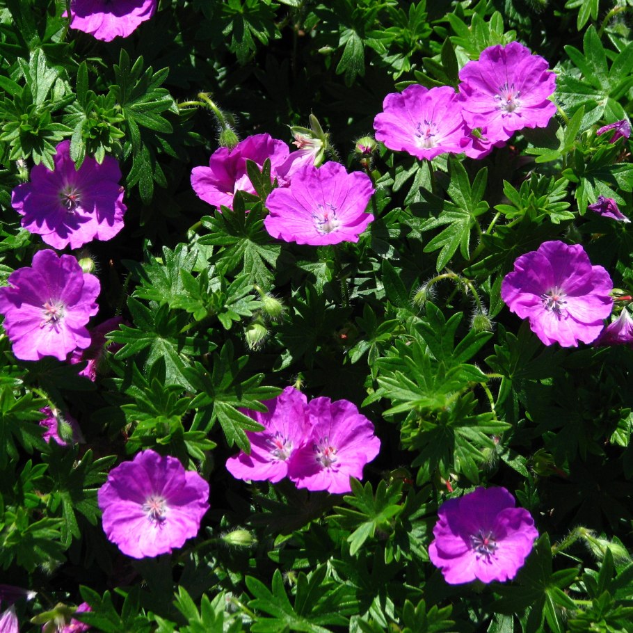 Герань макс фрей кроваво-красная