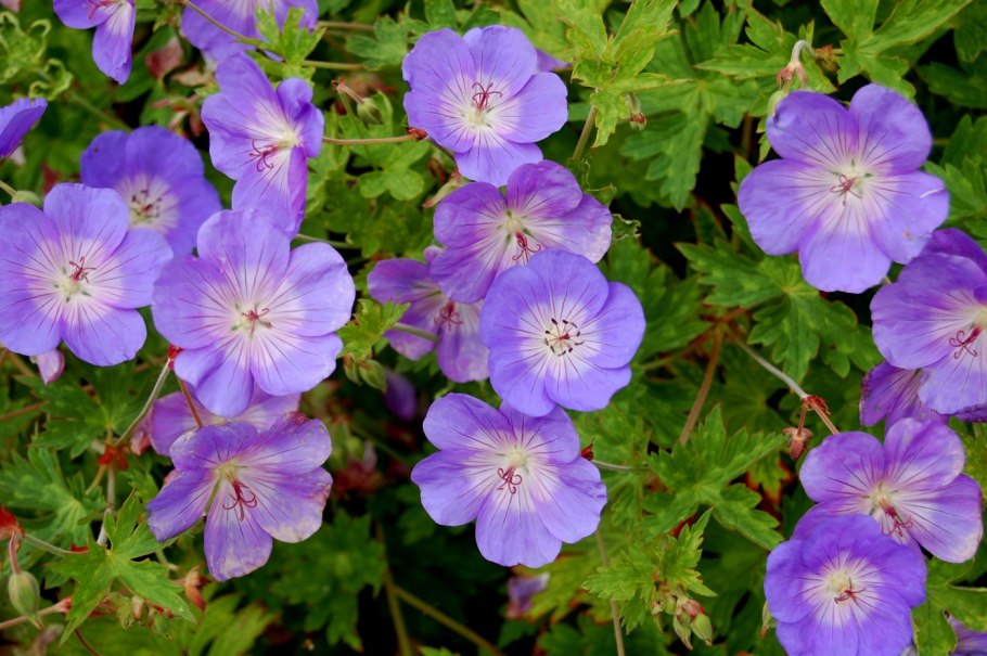Герань гибридная rozanne