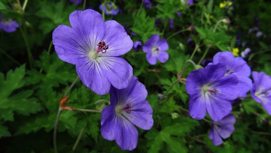 Герань блю блад