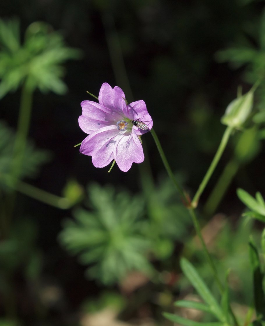 Герань Geranium clarkei Kashmir White