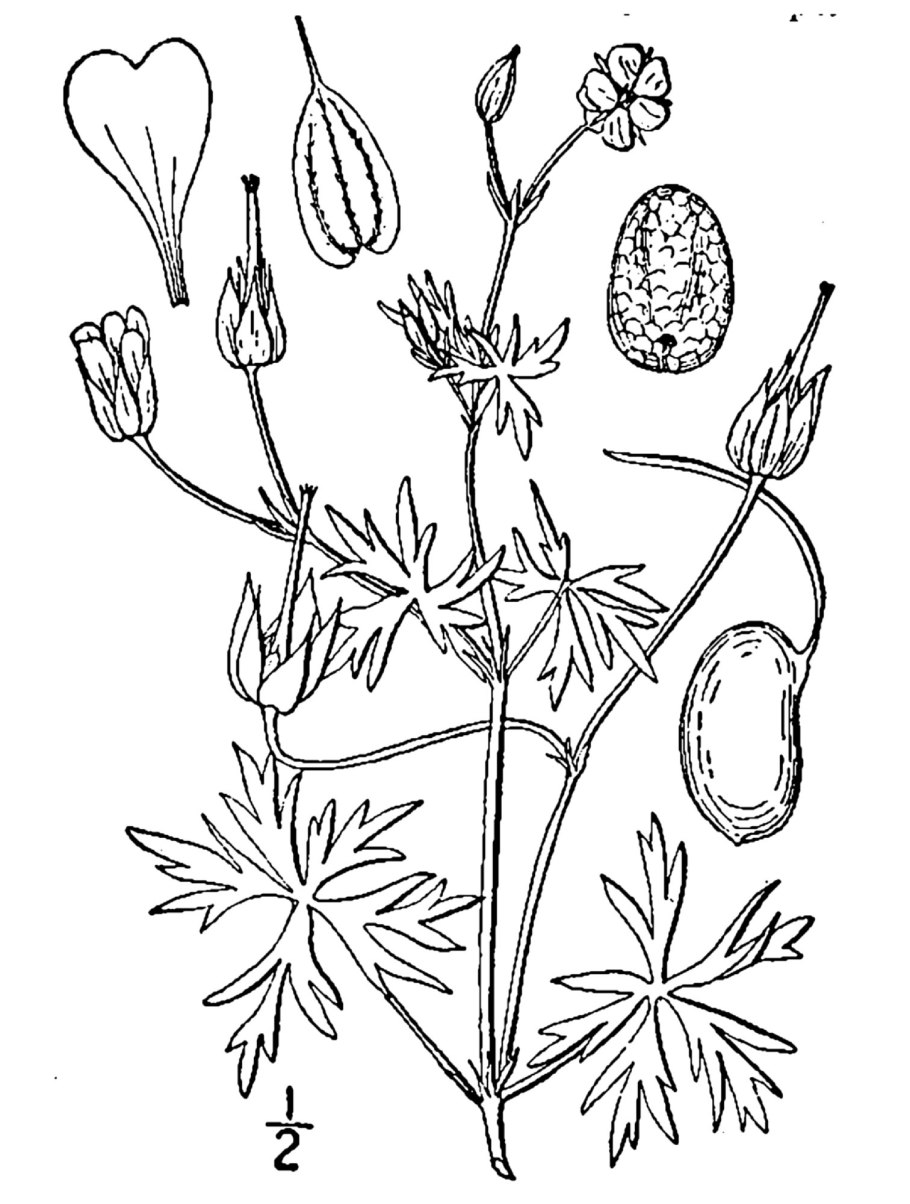 Pelargonium oblongatum
