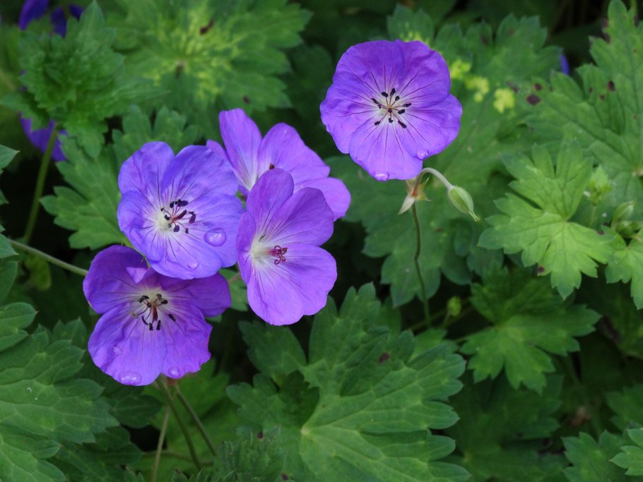 Герань гибридная розанна